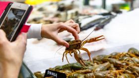 Ragazza fotografa granchio vivo al mercato
