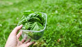 Il basilico cambia sapore
