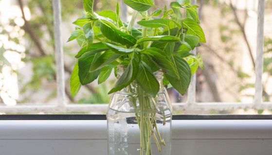 Consigli e segreti sul basilico