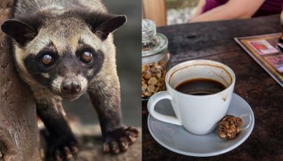 Kopi Luwak (Indonesia, Filippine, Vietnam)