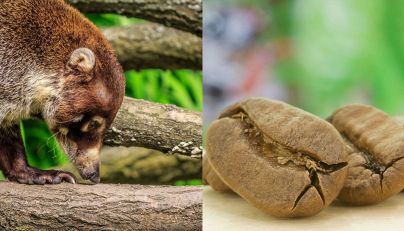 Misha Coffee (Perù)