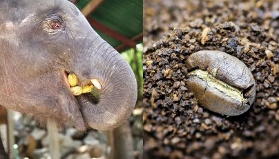 Black Ivory Coffee (Thailandia)