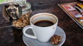 caffè di origine animale