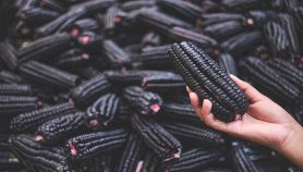 Giovane donna che acquista mais viola