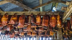 Hakarl, squalo putrefatto, specialità islandese