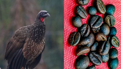 Jacu Bird Coffee (Brasile)