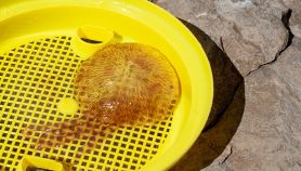 Medusa della specie pelagia noctiluca catturata con un retino