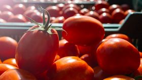 Il pomodoro cambia sapore?
