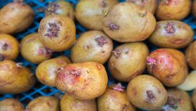 Primo piano di patate germogliate