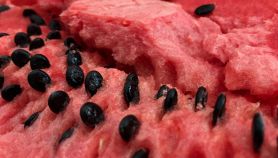 Colori dei semi dell'anguria