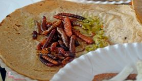 Taco messicano con larve di formiche
