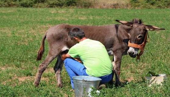 Agricoltore munge una giovane asina
