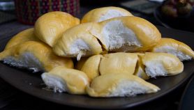 Durian fresco