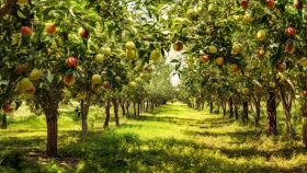 Frutteto immortalato in una mattina di sole