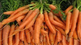 Mazzi di carote fresche