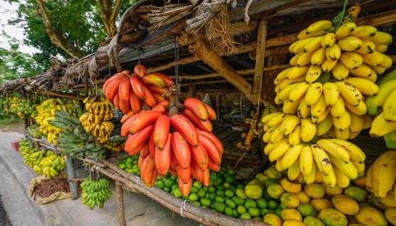 Tipologie di banane al mercato della frutta