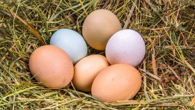 Uova di colori diversi su un letto di fieno