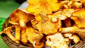 Cesta di deliziosi funghi finferli