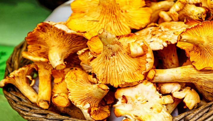 Cesta di deliziosi funghi finferli