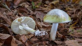 Coppia di funghi Amanita phalloides nel bosco