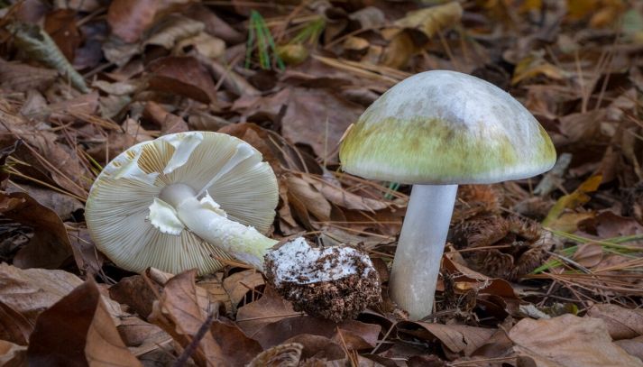 Coppia di funghi Amanita phalloides nel bosco