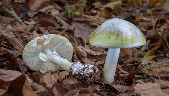 Coppia di funghi Amanita phalloides nel bosco