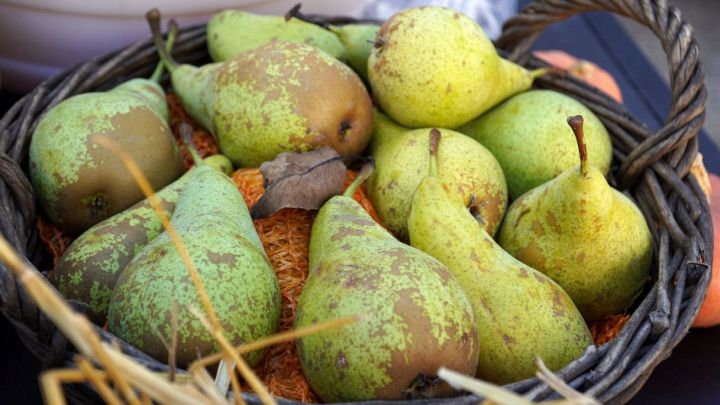 Non ci crederai, ma in questi mesi somigliano a delle caramelle