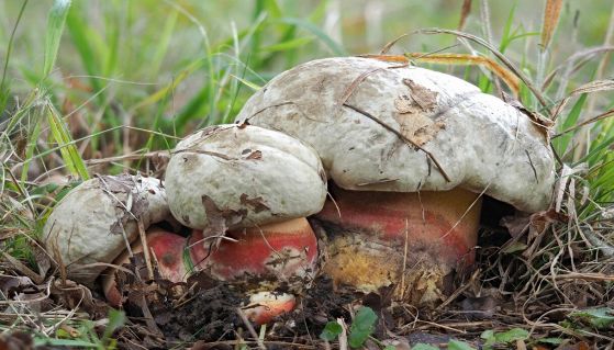 Porcini malefici in gruppo