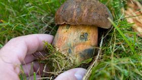 Porcino Malefico - Boletus Satanas