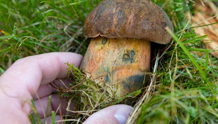 Porcino Malefico - Boletus Satanas