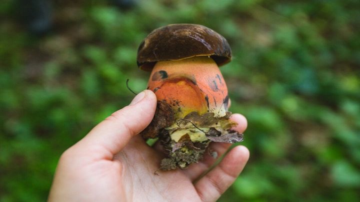Non tutti i porcini sono buoni: il malefico è il peggiore