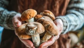 Un uomo stringe funghi appena raccolti tra le mani