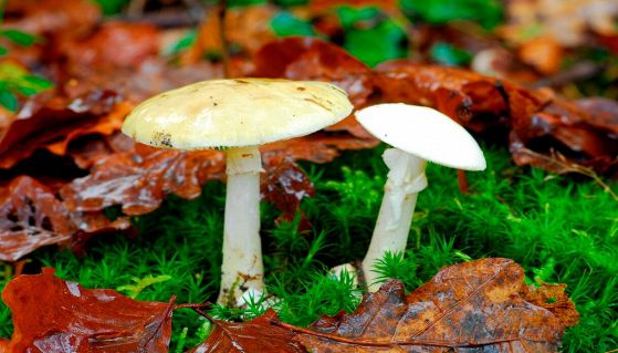 Amanita phalloides, fungo più velenoso al mondo