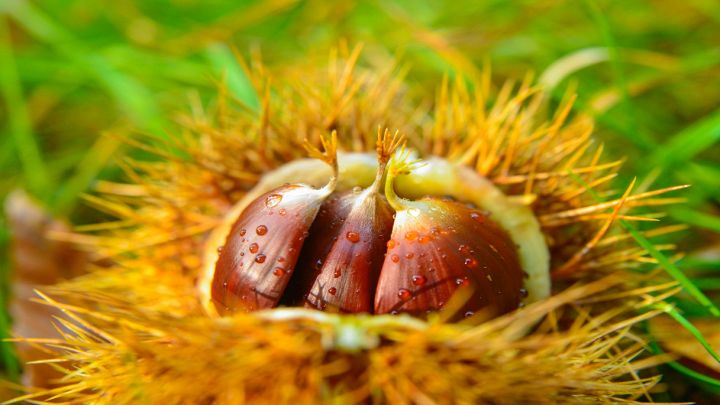 Castagne nel loro riccio bagnate di rugiada