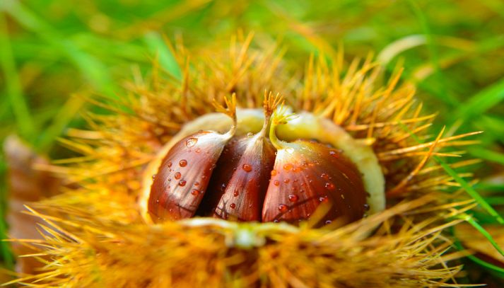 Castagne nel loro riccio bagnate di rugiada