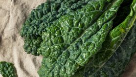 cavolo nero toscano benefici salute ricette