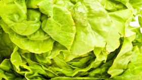 Foglie di lattuga romana fresca