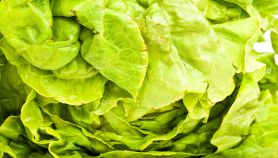 Foglie di lattuga romana fresca