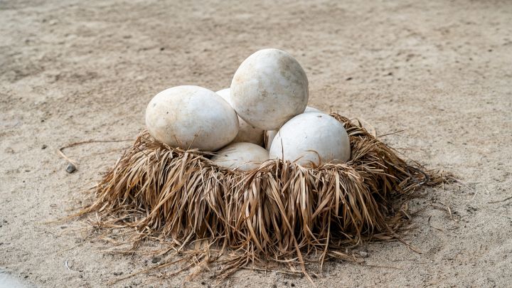 Grandi uova di struzzo