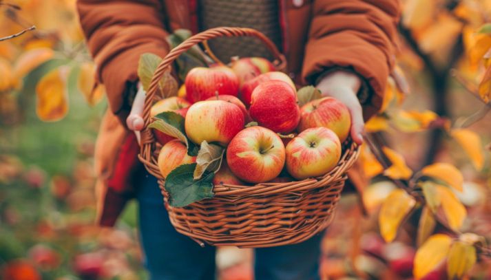 mele autunnali benefici salute cosa sapere