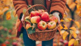 mele autunnali benefici salute cosa sapere