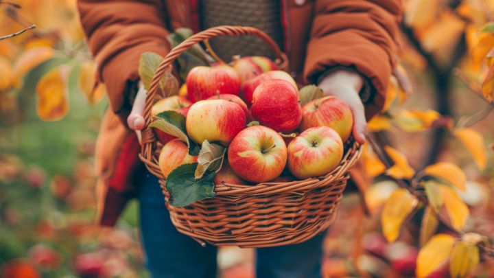 mele autunnali benefici salute cosa sapere