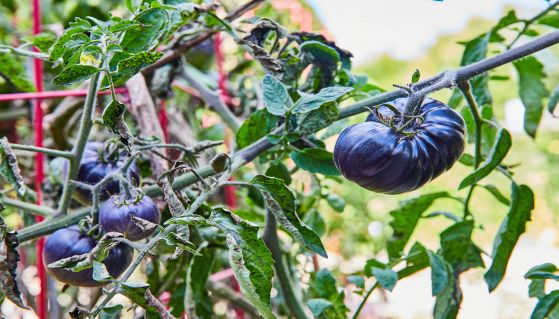 Particolare varietà di pomodori blu sulla pianta