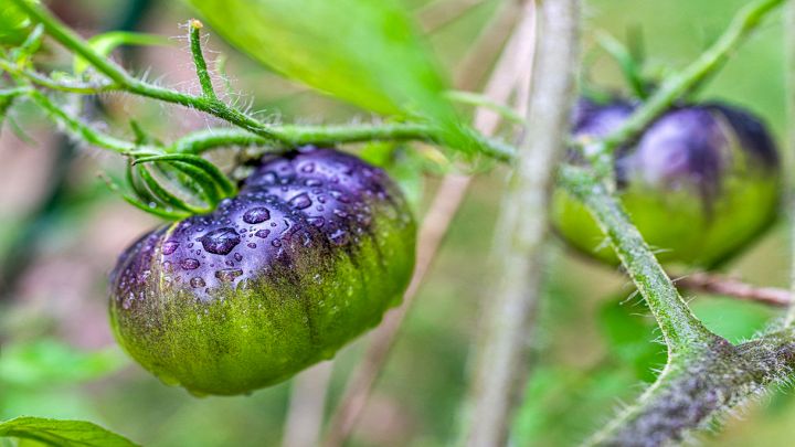 Particolari pomodori blu sulla pianta