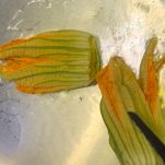 pasta-pomodorini-e-fiori-di-zucca-frittura-fiori