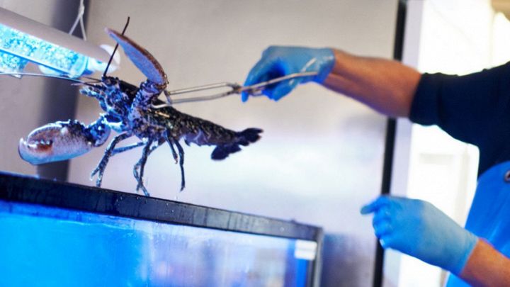 Aragosta in vasca