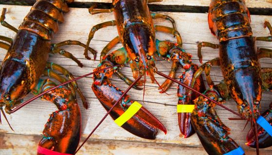 Aragoste con chele legate