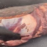 brasato-di-vitello-in-pentola-rosolatura