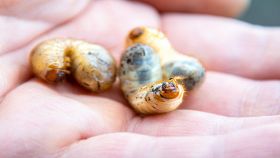 Larve del Maybug o cockchafer