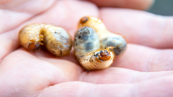 Puoi anche non crederci, ma sa di pannocchia: è prelibatissimo